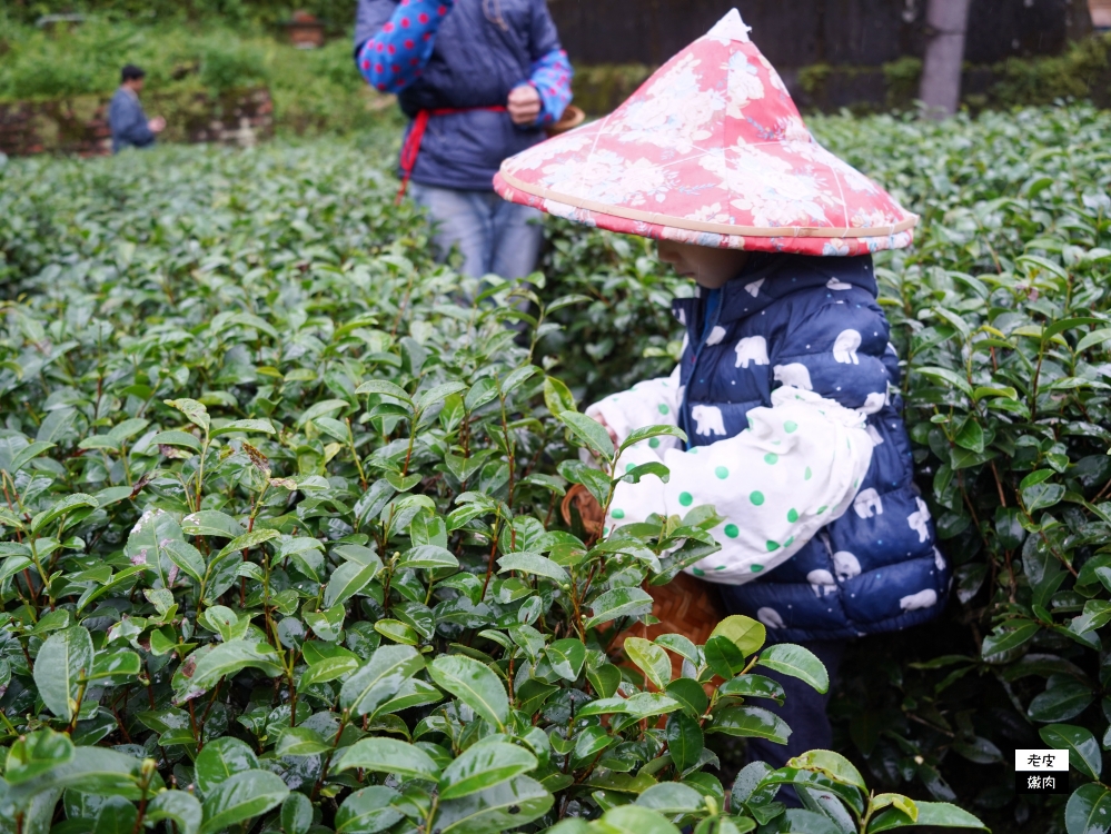 新北坪林一日遊|茶羊羹DIY、品茶、採茶後，再逛茶葉博物館 - 老皮嫩肉的流水帳生活