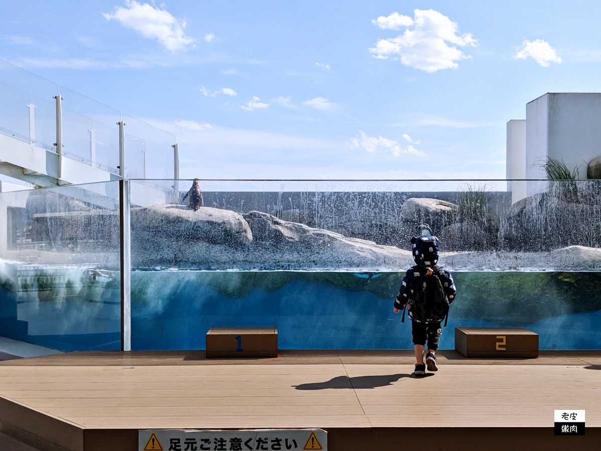 仙台親子室內景點【仙台海洋森林水族館】門票 接駁車資訊 - 老皮嫩肉的流水帳生活