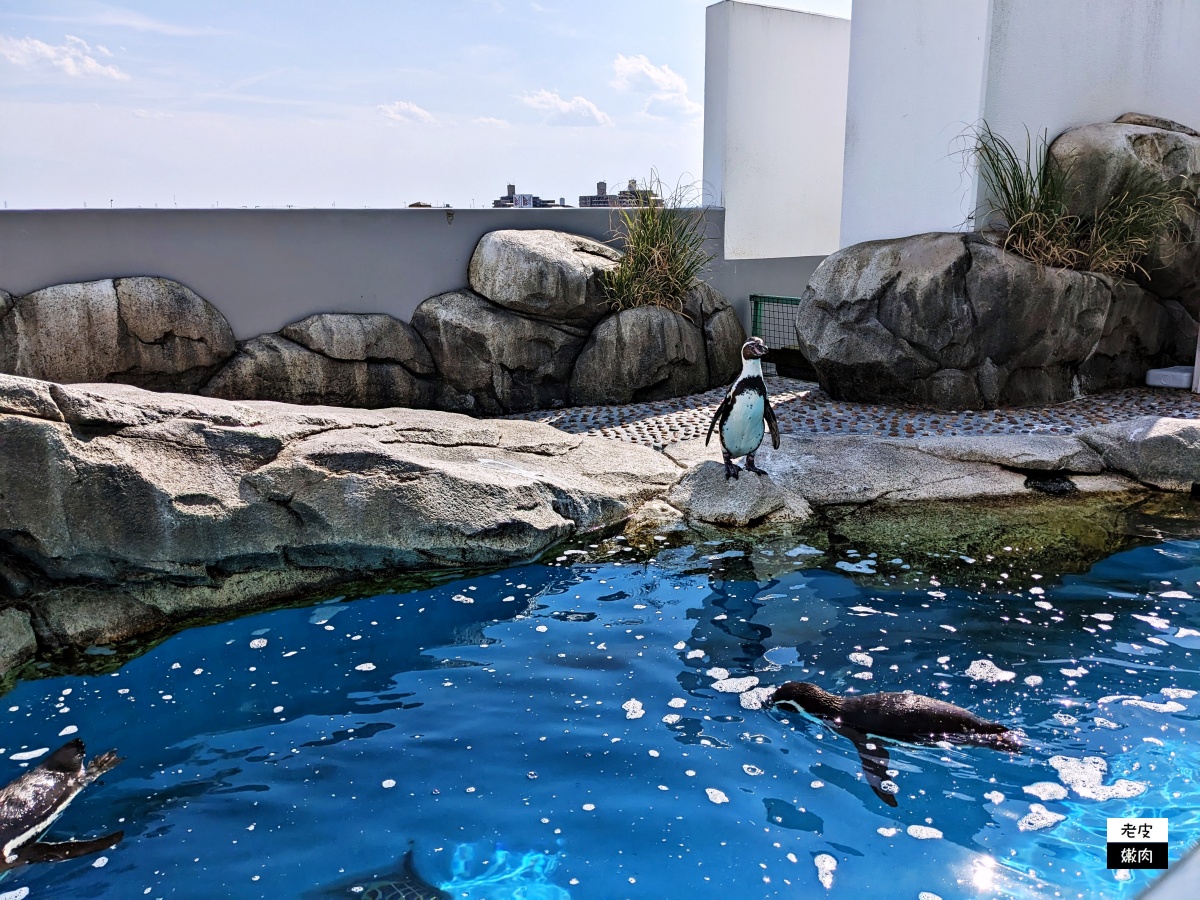 仙台親子室內景點【仙台海洋森林水族館】門票 接駁車資訊 - 老皮嫩肉的流水帳生活