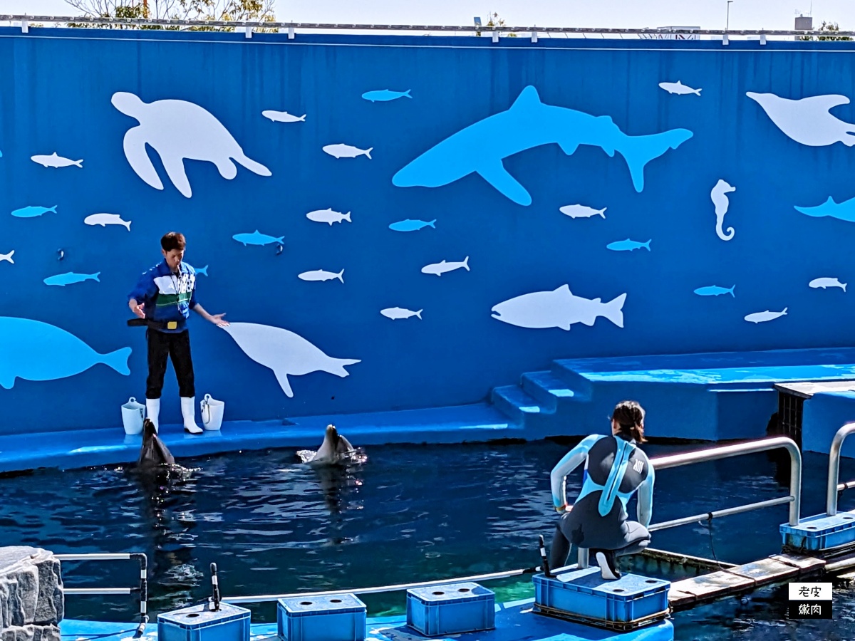 仙台親子室內景點【仙台海洋森林水族館】門票 接駁車資訊 - 老皮嫩肉的流水帳生活