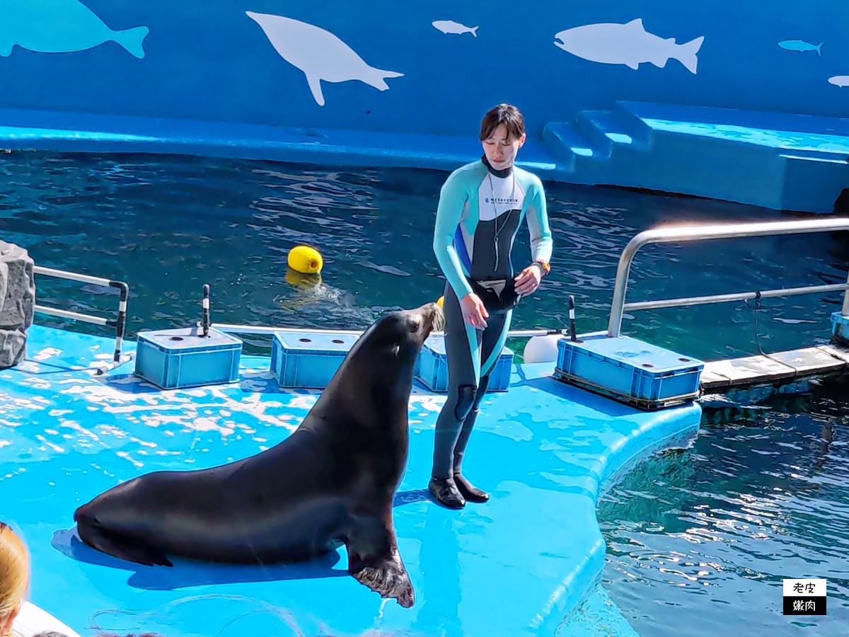 仙台親子室內景點【仙台海洋森林水族館】門票 接駁車資訊 - 老皮嫩肉的流水帳生活