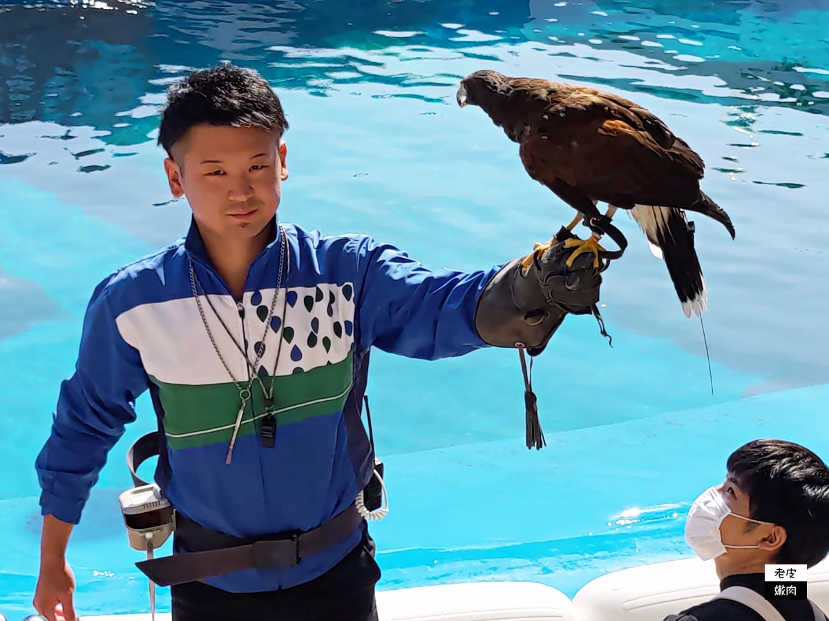 仙台親子室內景點【仙台海洋森林水族館】門票 接駁車資訊 - 老皮嫩肉的流水帳生活