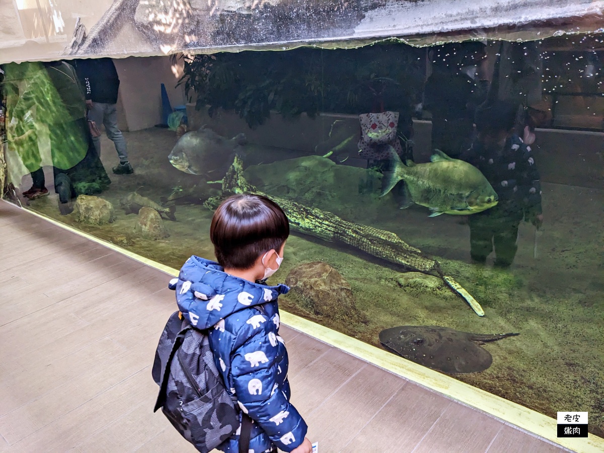 仙台親子室內景點【仙台海洋森林水族館】門票 接駁車資訊 - 老皮嫩肉的流水帳生活