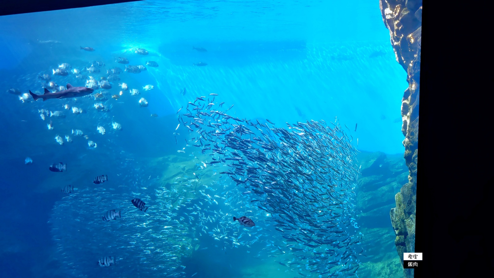 仙台親子室內景點【仙台海洋森林水族館】門票 接駁車資訊 - 老皮嫩肉的流水帳生活