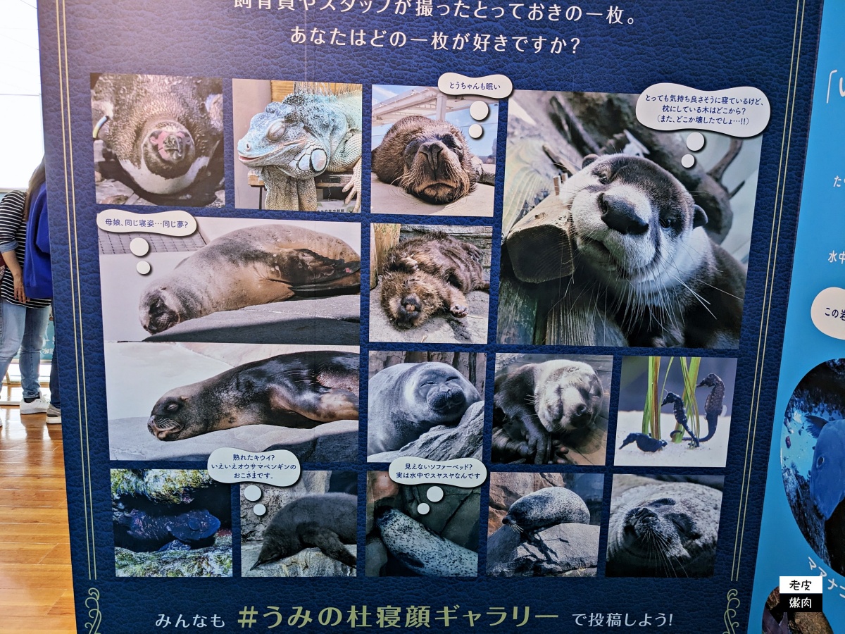 仙台親子室內景點【仙台海洋森林水族館】門票 接駁車資訊 - 老皮嫩肉的流水帳生活