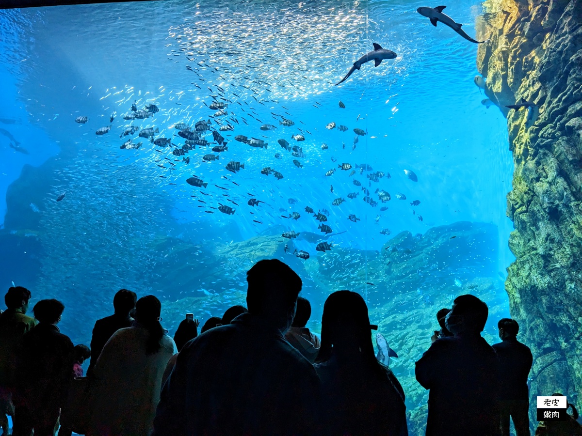 仙台親子室內景點【仙台海洋森林水族館】門票 接駁車資訊 - 老皮嫩肉的流水帳生活