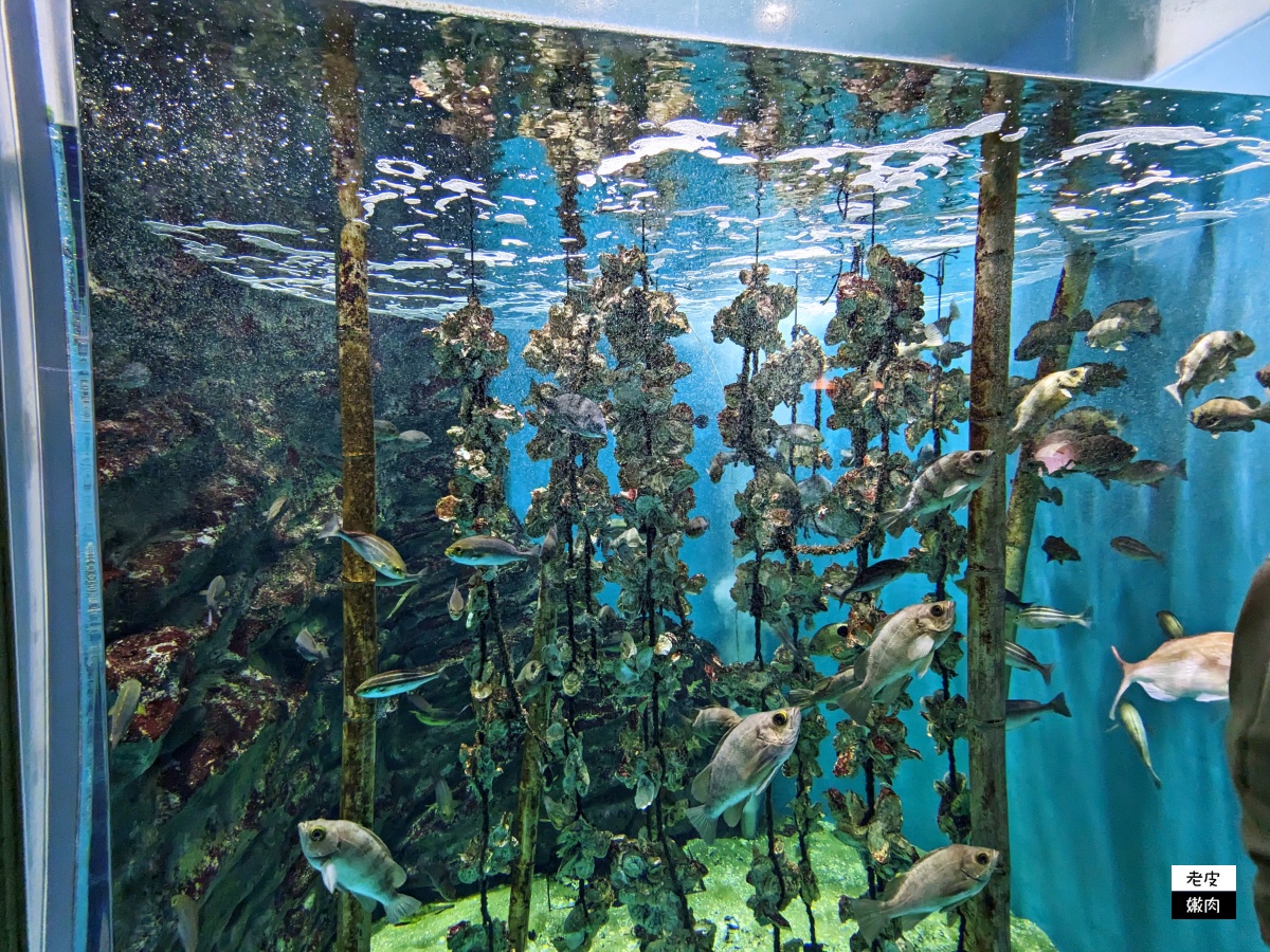 仙台親子室內景點【仙台海洋森林水族館】門票 接駁車資訊 - 老皮嫩肉的流水帳生活