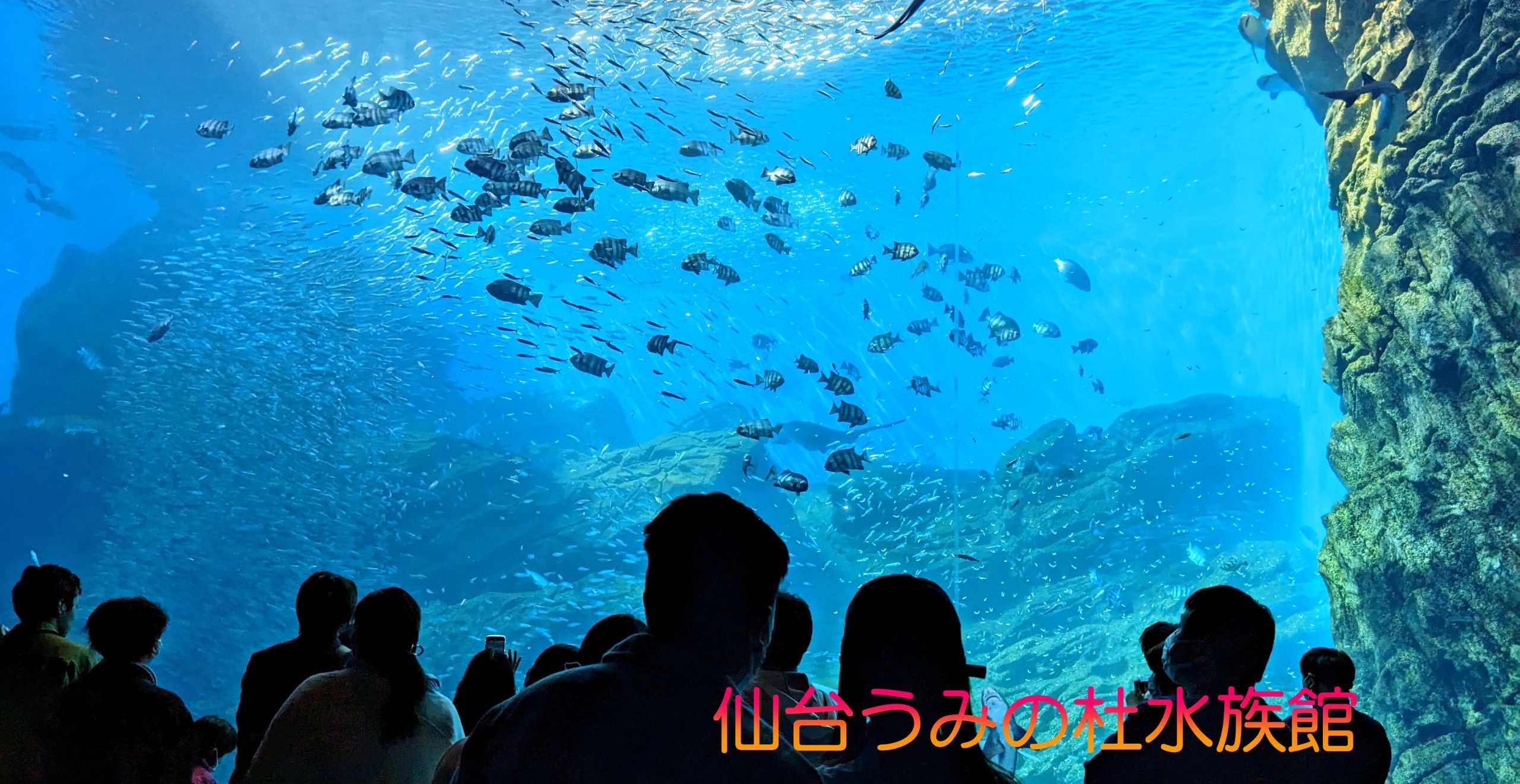 仙台親子室內景點【仙台海洋森林水族館】門票 接駁車資訊 - 老皮嫩肉的流水帳生活