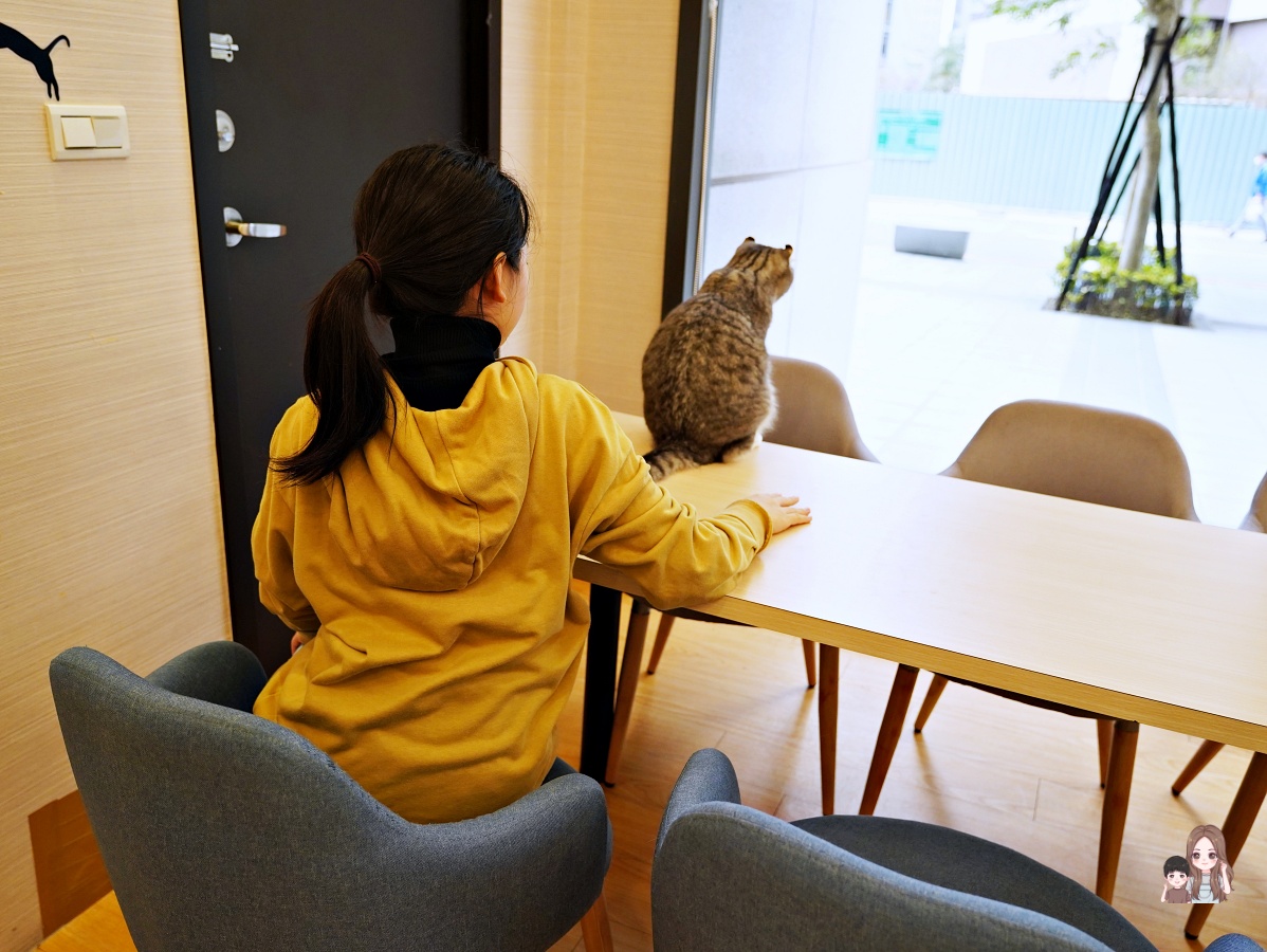 喵日子 café 店貓們萌照